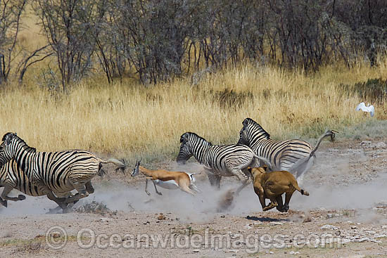 Lion hunting Gazelle photo