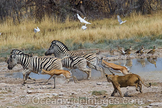 Lion (Panthera leo) female hunting Thomson's Gazelle (Eudorcas thomsonii) and Plains Zebra (Equus burchelli). Found in sub-Saharan Africa Photo - Chris & Monique Fallows Lion (Panthera leo) female hunting Thomson's Gazelle (Eudorcas thomsonii) and Plains Zebra (Equus burchelli). Found in sub-Saharan Africa Photo - Chris & Monique Fallows