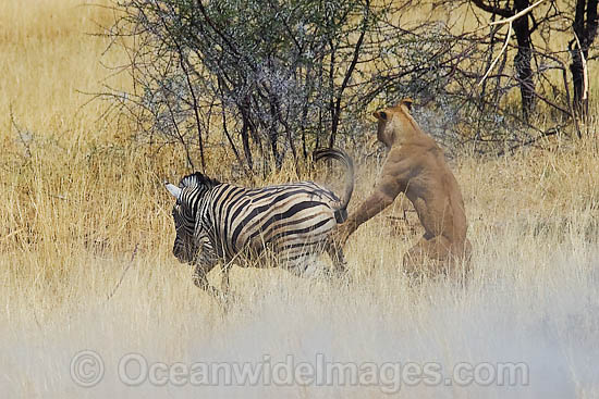 Lion (Panthera leo) female hunting a Plains Zebra (Equus burchelli). Found in sub-Saharan Africa Photo - Chris & Monique Fallows