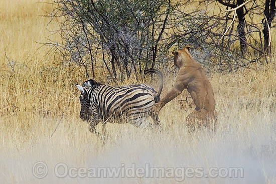 Lion (Panthera leo) female hunting a Plains Zebra (Equus burchelli). Found in sub-Saharan Africa Photo - Chris & Monique Fallows Lion (Panthera leo) female hunting a Plains Zebra (Equus burchelli). Found in sub-Saharan Africa Photo - Chris & Monique Fallows