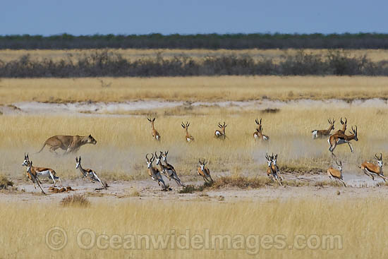 Lion (Panthera leo) female hunting Thomson's Gazelle (Eudorcas thomsonii). Found in sub-Saharan Africa Photo - Chris & Monique Fallows Lion (Panthera leo) female hunting Thomson's Gazelle (Eudorcas thomsonii). Found in sub-Saharan Africa Photo - Chris & Monique Fallows