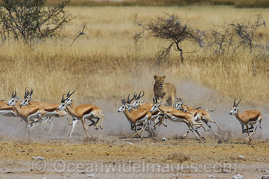 Lion (Panthera leo) female hunting Thomson's Gazelle (Eudorcas thomsonii). Found in sub-Saharan Africa Photo - Chris & Monique Fallows Lion (Panthera leo) female hunting Thomson's Gazelle (Eudorcas thomsonii). Found in sub-Saharan Africa Photo - Chris & Monique Fallows