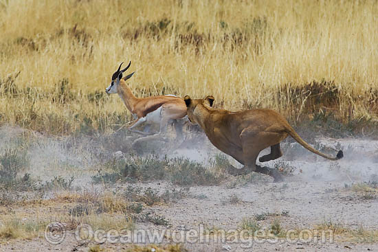 Lion hunting Gazelle photo