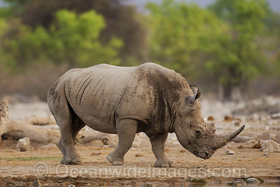 Southern White Rhinoceros (Ceratotherium simum simum). Found in southern Africa Photo - Chris and Monique Fallows