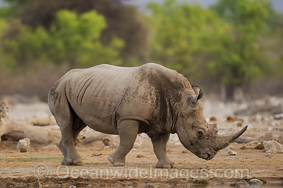 Southern White Rhinoceros (Ceratotherium simum simum). Found in southern Africa Photo - Chris and Monique Fallows Southern White Rhinoceros (Ceratotherium simum simum). Found in southern Africa Photo - Chris and Monique Fallows
