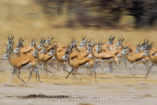 Gazelle Stock Photos, Pictures and Images