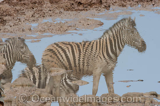 Plains Zebras photo Plains Zebras photo