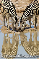 Plains Zebras drinking at waterhole Photo - Chris and Monique Fallows