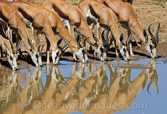 Thomson's Gazelle at water hole photo Thomson's Gazelle at water hole photo