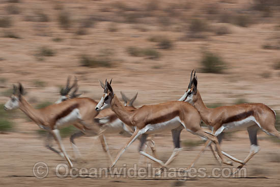 Gazelle Stock Photos, Pictures and Images