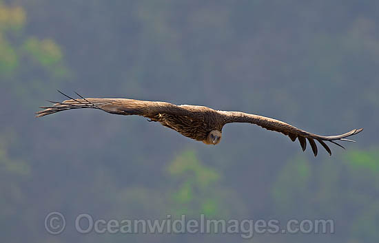 Himalayan Vulture Gyps himalayensis photo