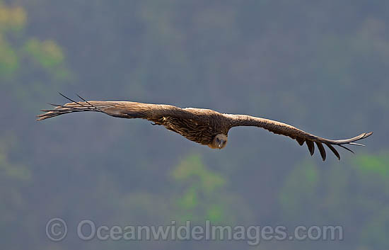 Himalayan Vulture (Gyps himalayensis). Also known as Himalayan Griffon Vulture. Breeds in the mountains of the Himalayas and Tibet. Listed on the IUCN Red List of Threatened Species. Photo - Chris and Monique Fallows Himalayan Vulture (Gyps himalayensis). Also known as Himalayan Griffon Vulture. Breeds in the mountains of the Himalayas and Tibet. Listed on the IUCN Red List of Threatened Species. Photo - Chris and Monique Fallows