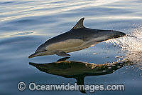 Short-beaked Common Dolphins Photo - Chris and Monique Fallows