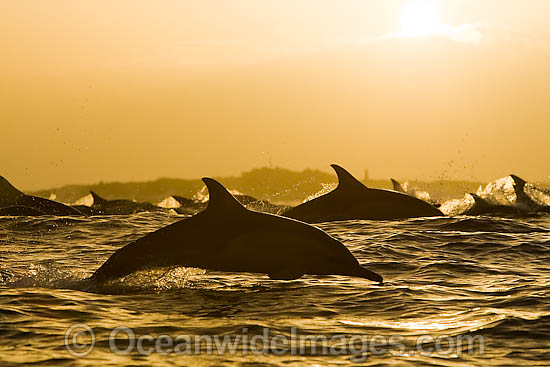 Common Dolphins porpoising photo Common Dolphins porpoising photo
