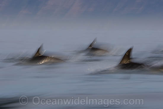Short-beaked Common Dolphins photo