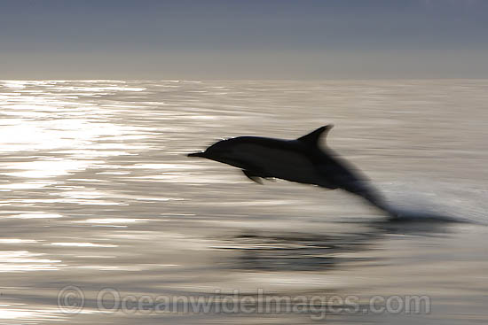 Short-beaked Common Dolphins photo