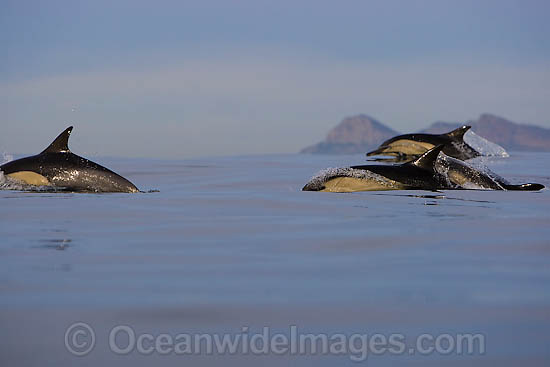 Common Dolphins jumping photo