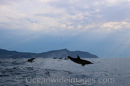 Short-beaked Common Dolphin (Delphinus delphis). Found in warm-temperate and tropical seas throughout the world. Photo taken at Cape Town, South Africa Photo - Chris and Monique Fallows Short-beaked Common Dolphin (Delphinus delphis). Found in warm-temperate and tropical seas throughout the world. Photo taken at Cape Town, South Africa Photo - Chris and Monique Fallows