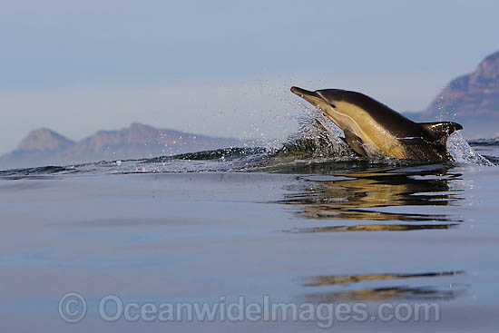 Common Dolphin leaping photo
