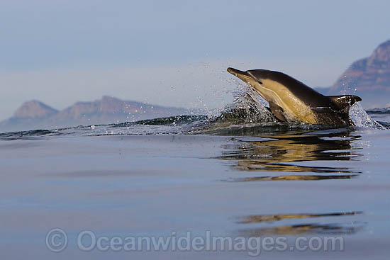 Common Dolphin leaping photo Common Dolphin leaping photo