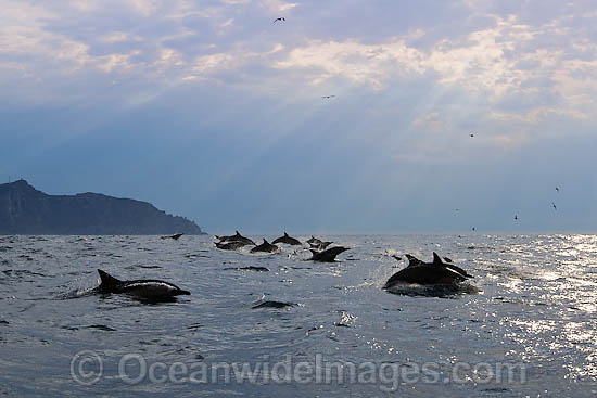 Short-beaked Common Dolphins photo Short-beaked Common Dolphins photo