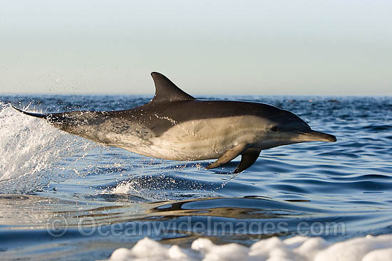 Short-beaked Common Dolphin porpoising photo