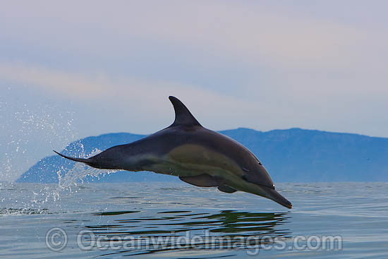 Short-beaked Common Dolphin porpoising photo