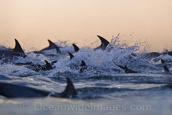 Common Dolphin porpoising photo