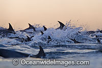 Common Dolphin porpoising Photo - Chris and Monique Fallows