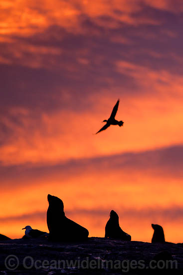 Cape Fur Seal colony at sunset photo