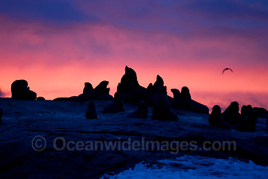 Cape Fur Seal colony at sunset photo Cape Fur Seal colony at sunset photo
