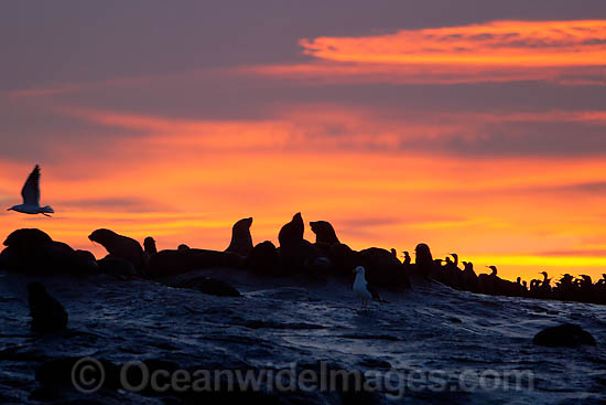 Cape Fur Seal (Arctocephalus pusillus pusillus) colony at sunset. Seal Island, False Bay, South Africa Photo - Chris & Monique Fallows