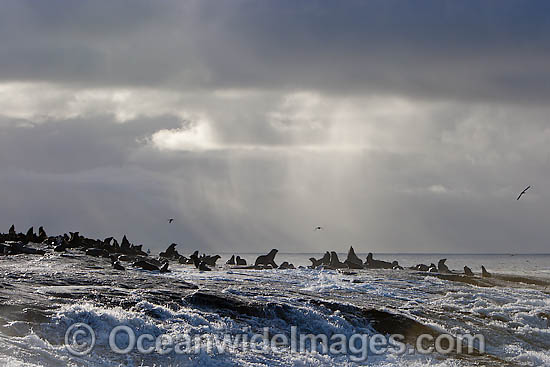 Cape Fur Seal (Arctocephalus pusillus pusillus) colony. Seal Island, False Bay, South Africa Photo - Chris & Monique Fallows Cape Fur Seal (Arctocephalus pusillus pusillus) colony. Seal Island, False Bay, South Africa Photo - Chris & Monique Fallows