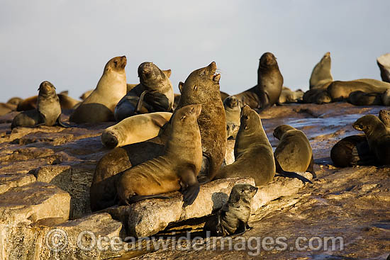 Cape Fur Seal (Arctocephalus guadalupe fur seal. Cape Fur Seal (Arctocephalus