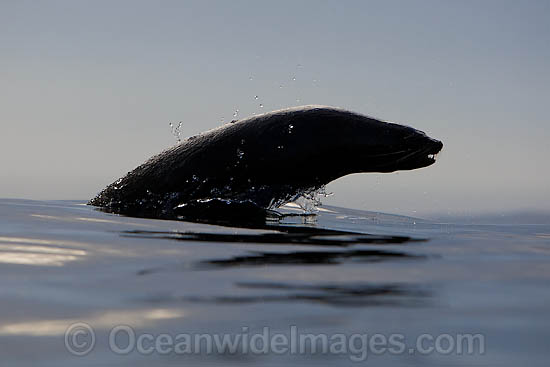 Cape Fur Seal leaping through surface photo