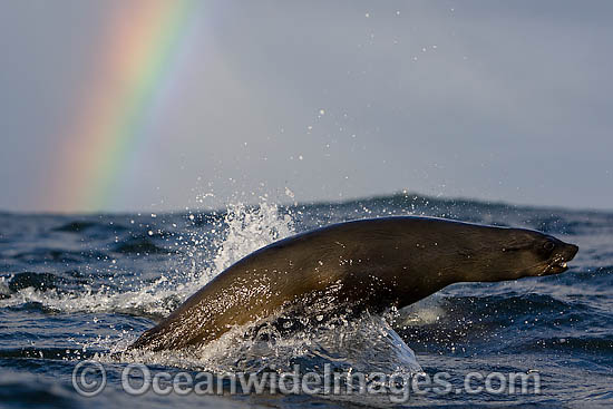 Cape Fur Seal leaping through surface photo