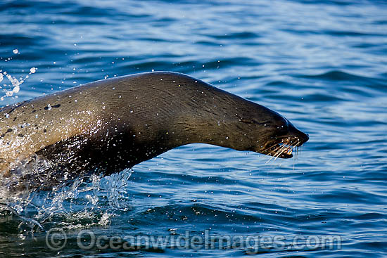 Cape Fur Seal leaping through surface photo