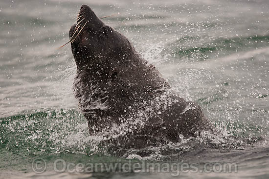 Cape Fur Seal photo