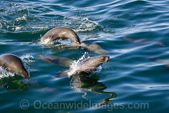 Cape Fur Seal leaping through surface photo