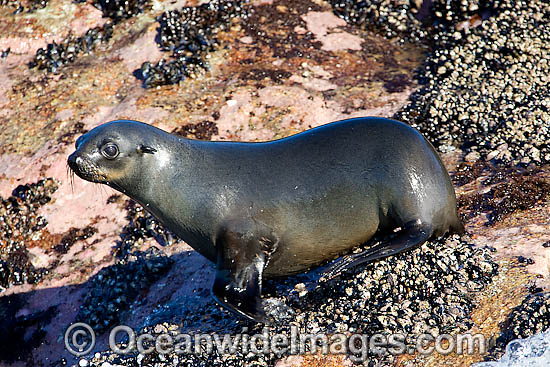 Cape Fur Seal (Arctocephalus pusillus pusillus). Seal Island, False Bay, South Africa Cape Fur Seal (Arctocephalus pusillus pusillus). Seal Island, False Bay, South Africa