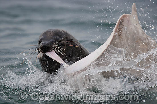 Cape Fur Seal feeding on Spearnose Skate photo Cape Fur Seal feeding on Spearnose Skate photo