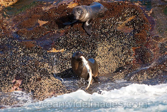 Cape Fur Seal (Arctocephalus pusillus pusillus) feeding on a captured bottom dwelling shark. Seal Island, False Bay, South Africa Photo - Chris & Monique Fallows