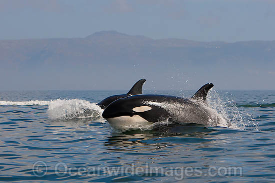 Orcas, or Killer Whales (Orcinus orca). Photo taken off Cape Point, South Africa. Classified Lower Risk on the IUCN Red List. Photo - Chris and Monique Fallows