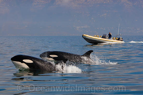 Orcas, or Killer Whales (Orcinus orca). Photo taken off Cape Point, South Africa. Classified Lower Risk on the IUCN Red List. Photo - Chris and Monique Fallows