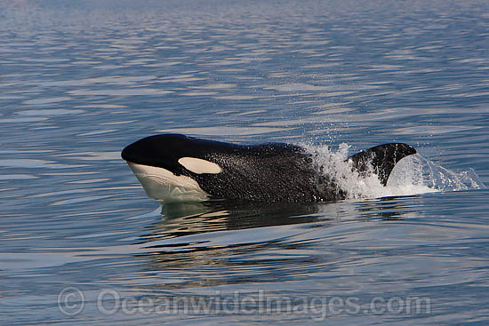 Orca Orcinus orca photo Orca Orcinus orca photo