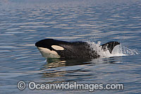 Orca Orcinus orca Photo - Chris and Monique Fallows
