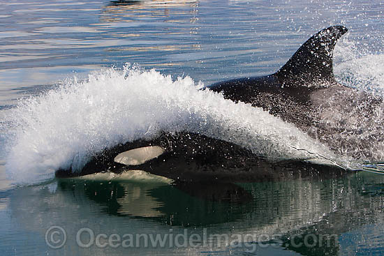 Orca, or Killer Whale (Orcinus orca). Photo taken off Cape Point, South Africa. Classified Lower Risk on the IUCN Red List. Photo - Chris and Monique Fallows