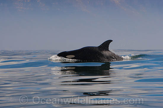 Orca, or Killer Whale (Orcinus orca). Photo taken off Cape Point, South Africa. Classified Lower Risk on the IUCN Red List. Photo - Chris and Monique Fallows