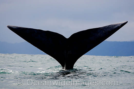 Southern Right Whales tail fluke photo