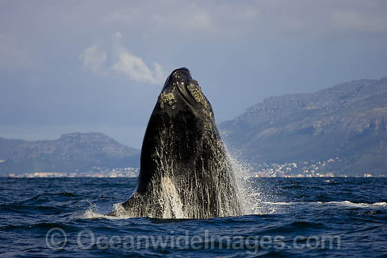 Southern Right Whales breaching photo